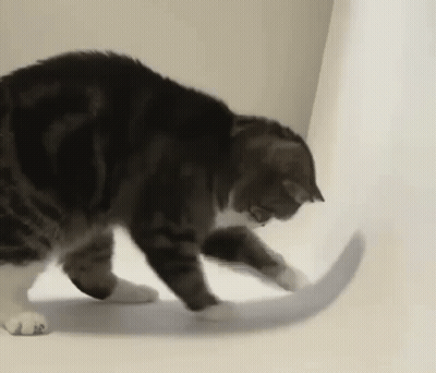 A Cat Is Playing With A Toy On A Table . GIF