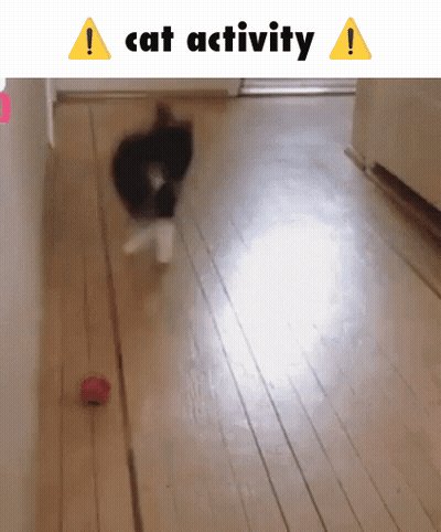 A Cat Is Playing With A Toy On A Wooden Floor GIF