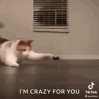 A Cat Is Playing With A Toy On The Floor And The Caption Says `` I 'M Crazy For You '' . GIF