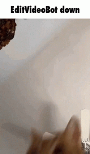 A Cat Is Playing With A Toy While A Video Bot Is Being Edited Down . GIF