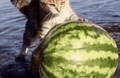 A Cat Is Playing With A Watermelon In The Water While Another Cat Looks On . GIF