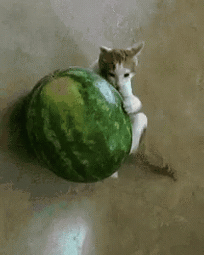 A Cat Is Playing With A Watermelon On The Floor GIF