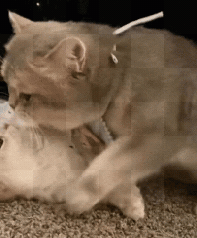 A Cat Is Playing With Another Cat On The Floor GIF