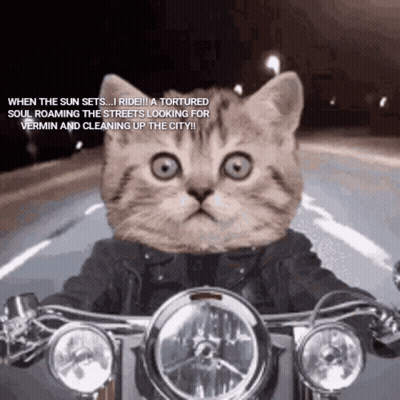 A Cat Is Riding A Motorcycle With A Caption That Says " When The Sun Sets I Ride " GIF