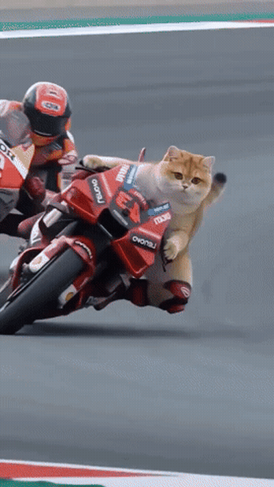 A Cat Is Riding On The Back Of A Red Motorcycle That Says Ducati On It GIF