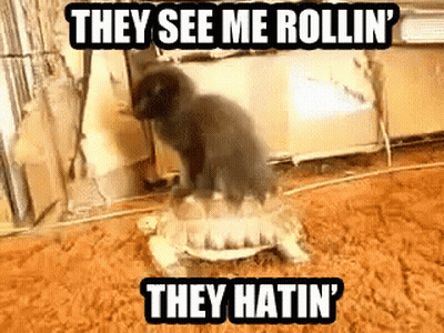 A Cat Is Riding On The Back Of A Turtle With The Caption They See Me Rollin ' They Hatin ' . GIF