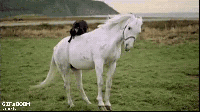A Cat Is Riding On The Back Of A White Horse In A Grassy Field . GIF