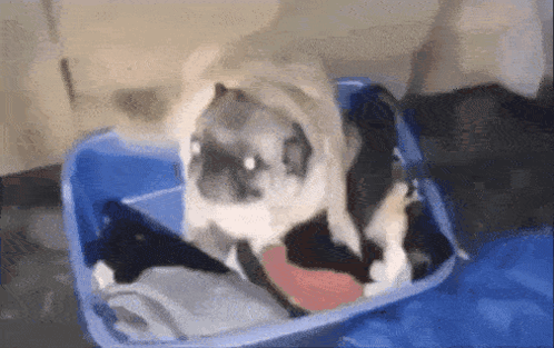 A Cat Is Sitting In A Blue Suitcase With Clothes In It GIF