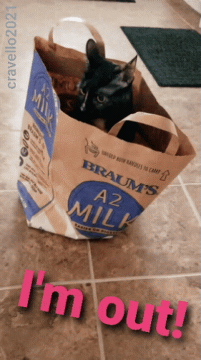 A Cat Is Sitting In A Brown Bag That Says A2 Milk GIF
