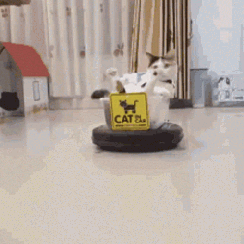 A Cat Is Sitting In A Bucket With A Sign That Says Cat Plus GIF