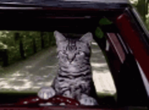 A Cat Is Sitting In A Car With Its Head Out The Window . GIF