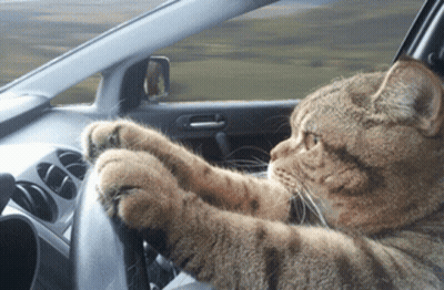 A Cat Is Sitting In A Car With Its Paws On The Steering Wheel GIF