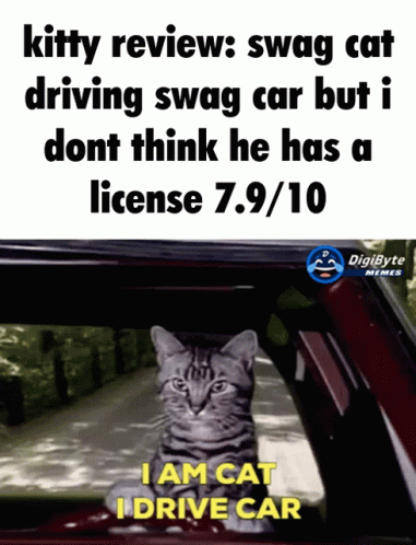 A Cat Is Sitting In A Car With The Caption Kitty Review Swag Cat Driving Swag Car But I GIF