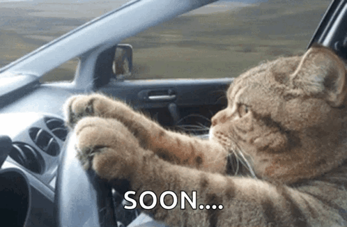 A Cat Is Sitting In A Car With The Words Soon Written On The Bottom GIF
