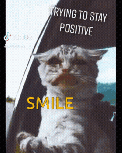 A Cat Is Sitting In A Car With The Words Trying To Stay Positive Smile GIF