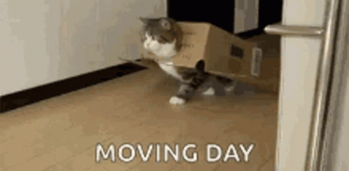 A Cat Is Sitting In A Cardboard Box On The Floor . GIF