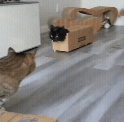 A Cat Is Sitting In A Cardboard Box On The Floor While Another Cat Looks On . GIF