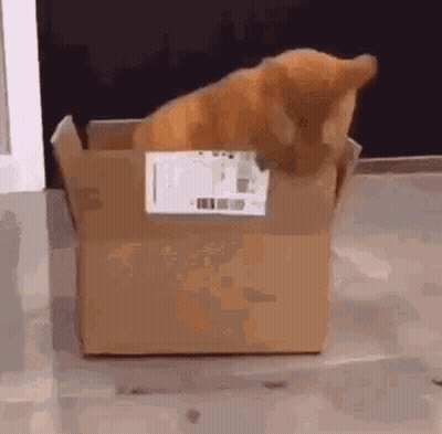 A Cat Is Sitting In A Cardboard Box With A Label That Says Usps On It GIF