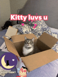A Cat Is Sitting In A Cardboard Box With The Words Kitty Luvs U Written Above It GIF