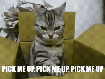 A Cat Is Sitting In A Cardboard Box With The Words Pick Me Up Pick Me Up Pick Me Up GIF