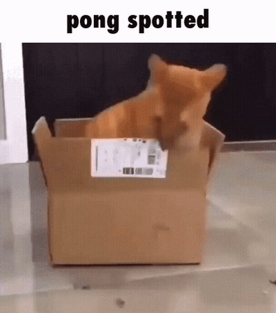 A Cat Is Sitting In A Cardboard Box With The Words Pong Spotted Written Above It . GIF
