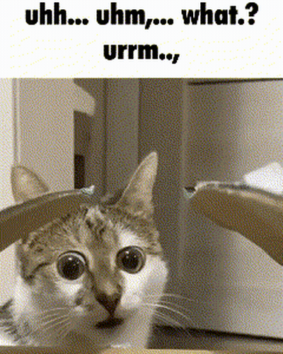 A Cat Is Sitting In A Chair With The Words Uhh Uhm What Urrm Written Below It GIF