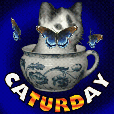 A Cat Is Sitting In A Cup With Butterflies Around It And The Words Saturday Written Below It GIF