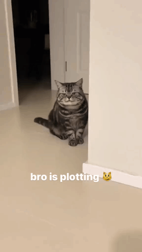 A Cat Is Sitting In A Hallway Next To A Wall With The Caption " Bro Is Plotting " GIF