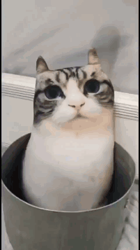 A Cat Is Sitting In A Pot With Its Head Sticking Out Of It . GIF