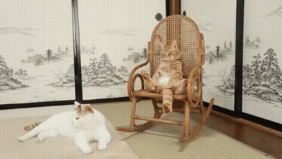 A Cat Is Sitting In A Rocking Chair Next To A White Cat GIF