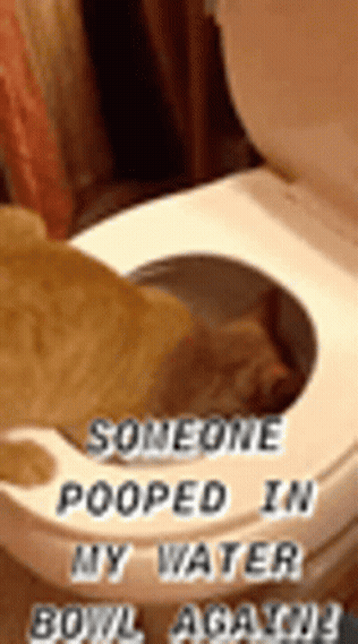 A Cat Is Sitting In A Toilet Bowl With The Words `` Someone Pooped In My Water Bowl Again '' Written On It . GIF