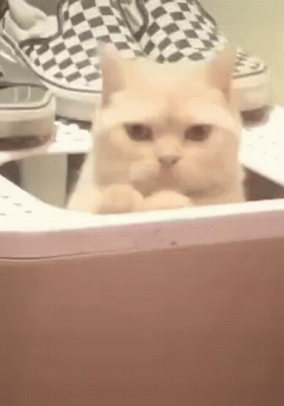 A Cat Is Sitting In A Washing Machine Next To A Pair Of Shoes . GIF