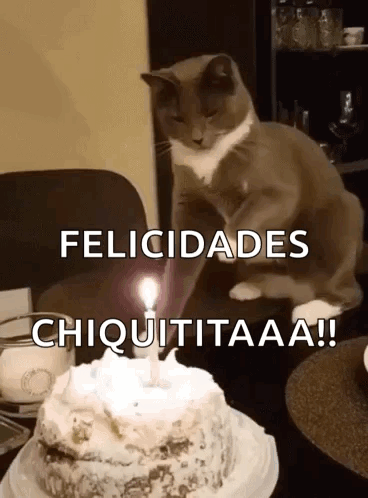 A Cat Is Sitting In Front Of A Birthday Cake With A Lit Candle GIF