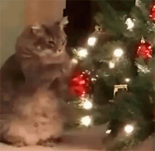 A Cat Is Sitting In Front Of A Christmas Tree . GIF