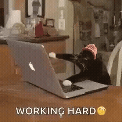A Cat Is Sitting In Front Of A Laptop Computer . GIF