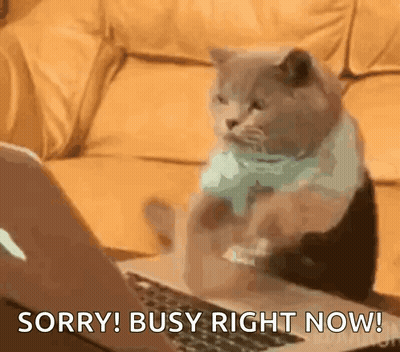 A Cat Is Sitting In Front Of A Laptop Computer And Says Sorry Busy Right Now GIF