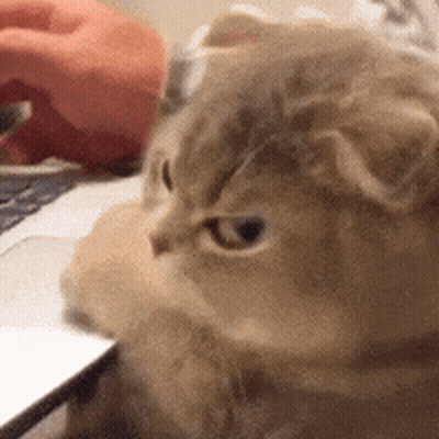 A Cat Is Sitting In Front Of A Laptop Computer Looking At The Camera . GIF