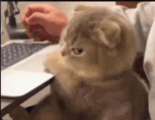 A Cat Is Sitting In Front Of A Laptop Keyboard GIF