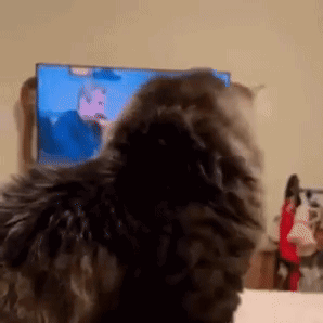 A Cat Is Sitting In Front Of A Television Looking At Something GIF