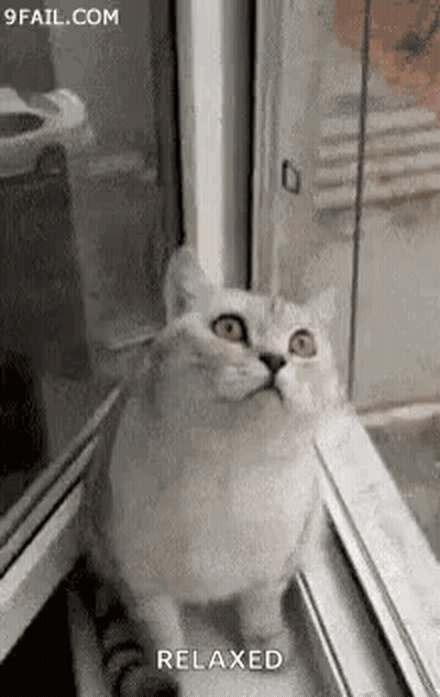 A Cat Is Sitting In Front Of A Window And Looking Out . GIF