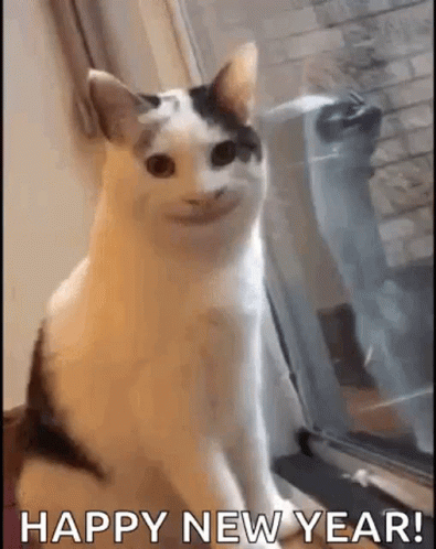 A Cat Is Sitting In Front Of A Window And Making A Face . GIF