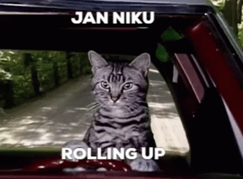 A Cat Is Sitting In The Back Seat Of A Car . GIF