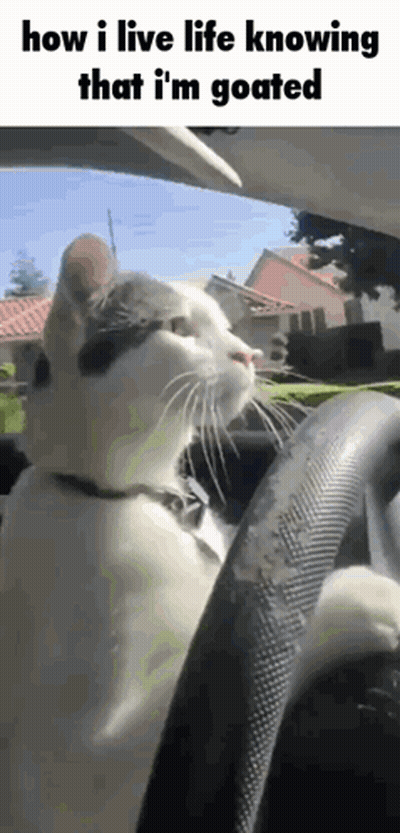 A Cat Is Sitting In The Driver 'S Seat Of A Car And Looking At The Camera GIF