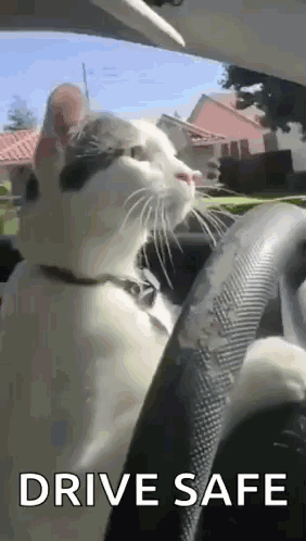 A Cat Is Sitting In The Driver 'S Seat Of A Car And Looking At The Camera . GIF