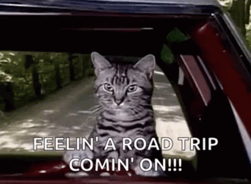 A Cat Is Sitting In The Driver 'S Seat Of A Car And Looking Out The Window . GIF