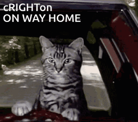 A Cat Is Sitting In The Driver 'S Seat Of A Car GIF