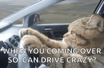 A Cat Is Sitting In The Driver 'S Seat Of A Car With The Caption When You Coming Over So Can Drive Crazy ? GIF