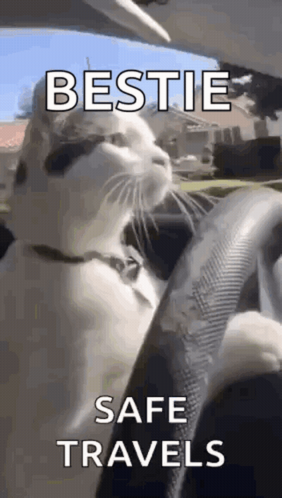 A Cat Is Sitting In The Driver 'S Seat Of A Car With The Words `` Bestie Safe Travels '' Written On It . GIF