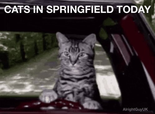 A Cat Is Sitting In The Driver 'S Seat Of A Car With The Words `` Cats In Springfield Today '' Above It . GIF
