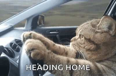 A Cat Is Sitting In The Driver 'S Seat Of A Car With The Words Heading Home Above It GIF
